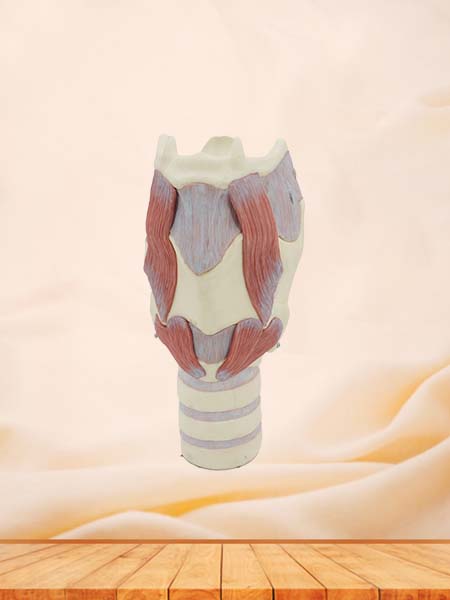 Soft Simulated Functional Larynx Anatomy Model