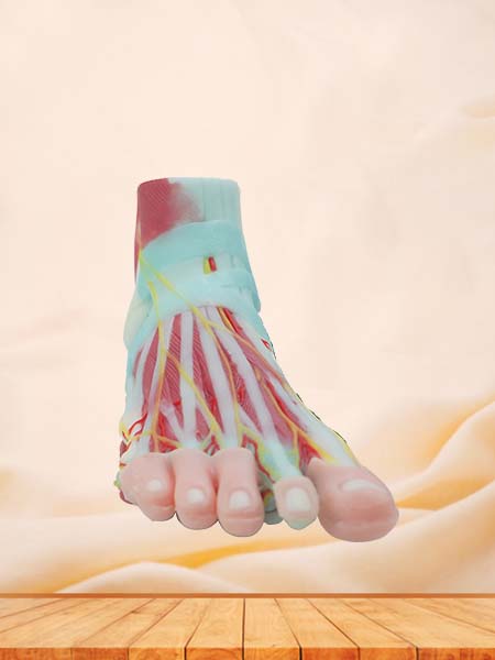 Soft Silicone Foot Anatomy Model