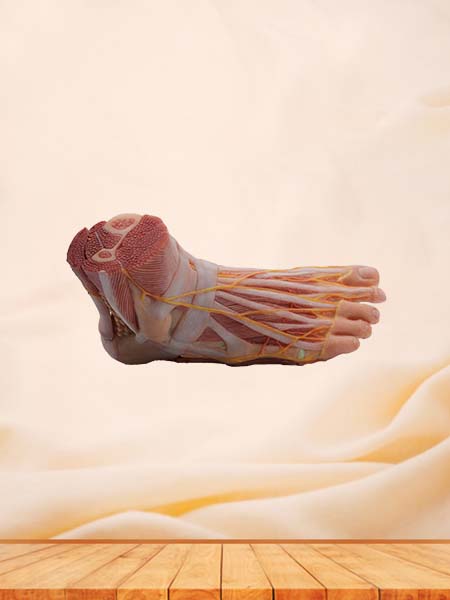 Soft Simulated Foot Anatomy Model