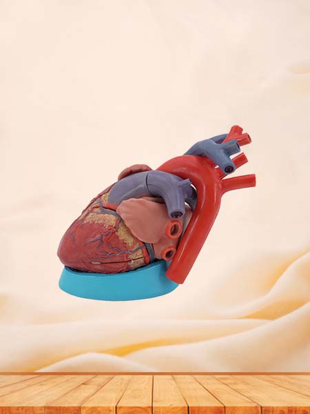 Soft Simulated Enlarged Heart Anatomy Model