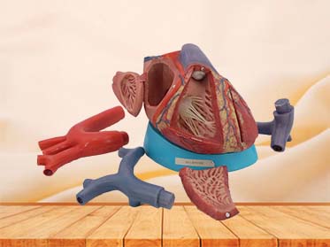 Human Heart Model