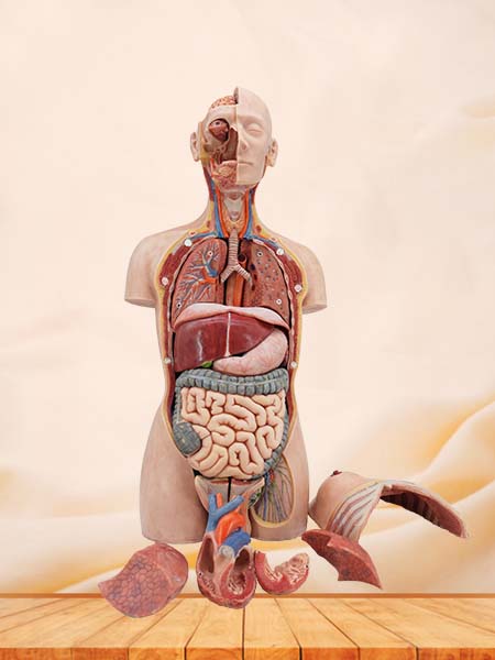 Soft Simulated 85cm Human Torso Anatomy Model