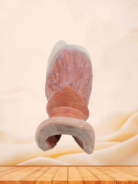 Soft Simulated Anal Canal Anatomy Model