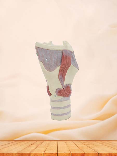 Soft Simulated Functional Larynx Anatomy Model