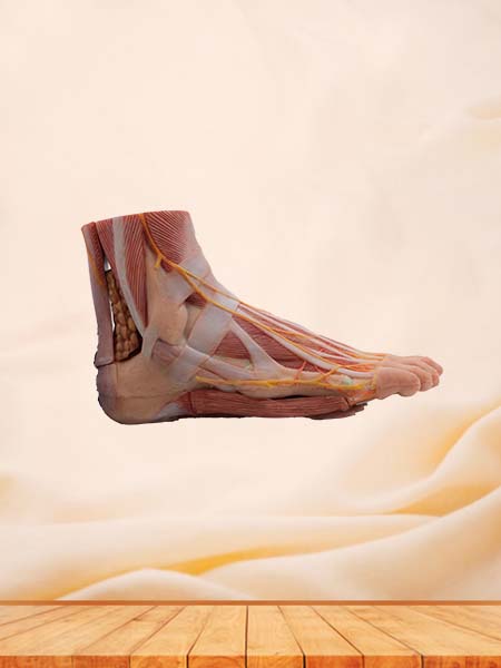 Soft Simulated Foot Anatomy Model