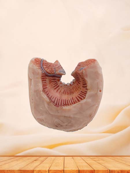 Soft Simulated Anal Canal Anatomy Model