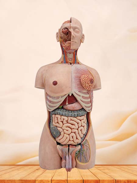 Soft Simulated 85cm Human Torso Anatomy Model