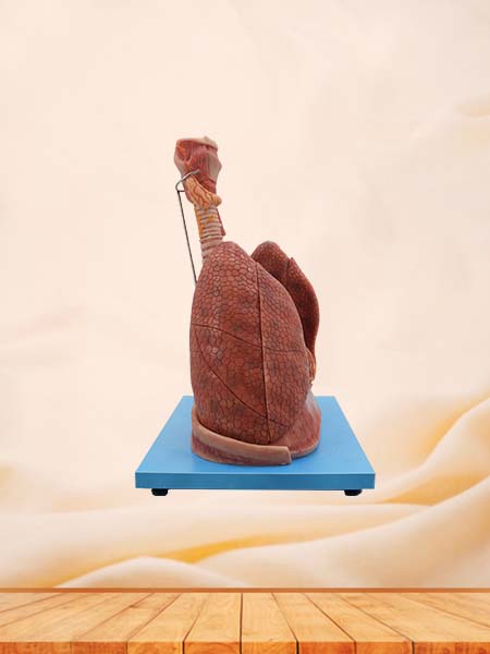 Soft Simulated Heart and Lung Respiratory System Anatomy Model