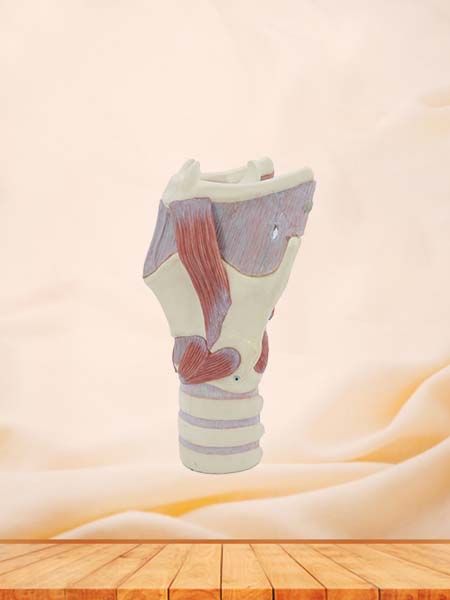 Soft Simulated Functional Larynx Anatomy Model