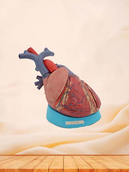 Soft Simulated Enlarged Heart Anatomy Model