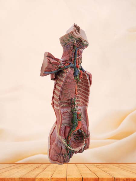 Soft Simulated Lymphatic Ducts of the Neck, Chest, Abdomen, and Pelvis Anatomy Model