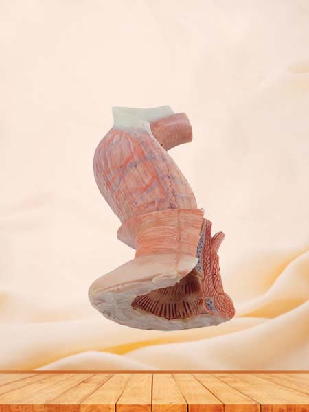 Soft Simulated Anal Canal Anatomy Model