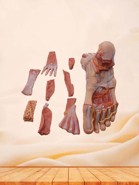 Soft Simulated Foot Anatomy Model