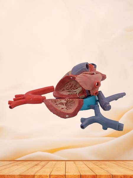 Soft Simulated Enlarged Heart Anatomy Model