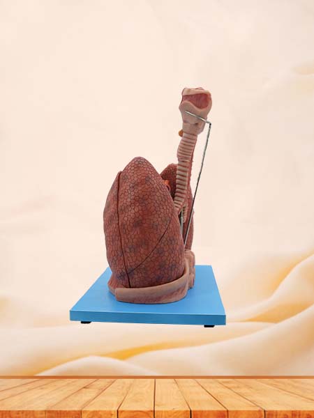 Soft Simulated Heart and Lung Respiratory System Anatomy Model