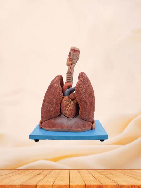 Soft Simulated Heart and Lung Respiratory System Anatomy Model