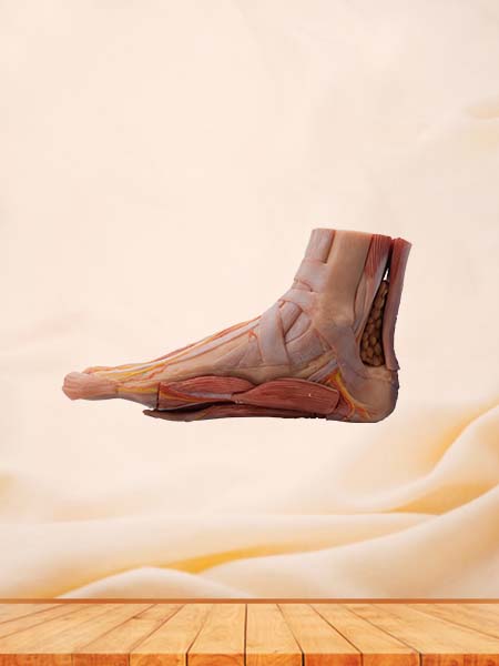 Soft Simulated Foot Anatomy Model