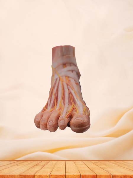 Soft Simulated Foot Anatomy Model