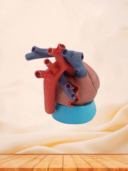 Soft Simulated Enlarged Heart Anatomy Model