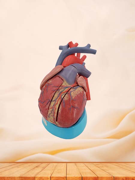 Soft Simulated Enlarged Heart Anatomy Model