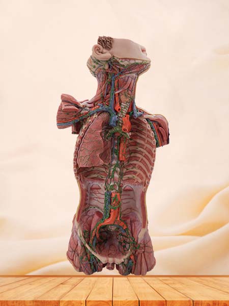 Soft Simulated Lymphatic Ducts of the Neck, Chest, Abdomen, and Pelvis Anatomy Model