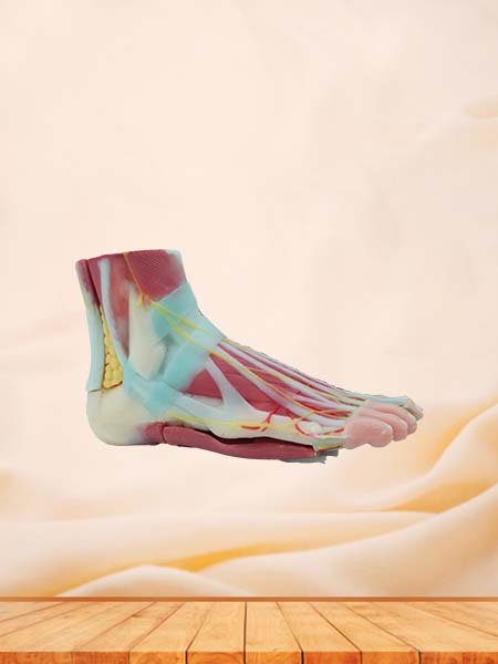 Soft Silicone Foot Anatomy Model