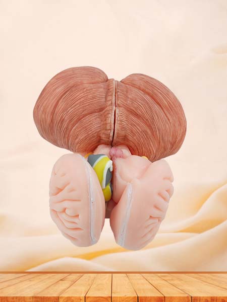 Soft Simulated Brainstem, Cerebellum and Fourth Ventricle Anaomy Model