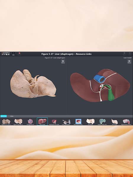 3D Digital Human Anatomy Specimen Database