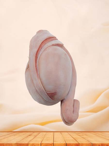 Soft Simulated Male Testis Anatomy Model