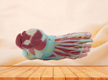 silicone foot model