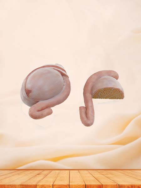 Soft Simulated Male Testis Anatomy Model