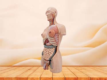 silicone torso anatomy model