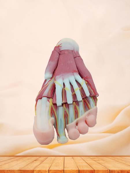 Soft Silicone Foot Anatomy Model