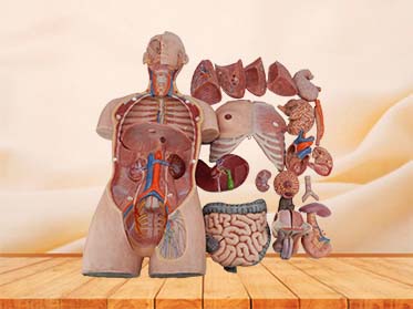 soft torso anatomy model