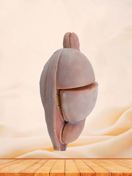 Soft Simulated Male Testis Anatomy Model