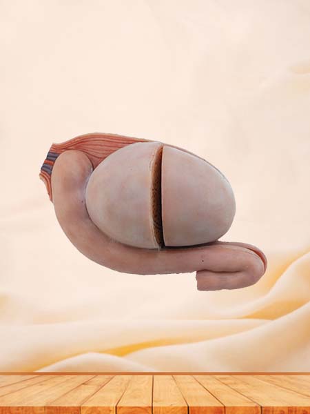 Soft Simulated Male Testis Anatomy Model