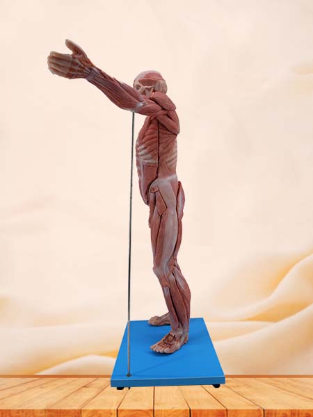 Soft Simulated 80cm Muscles Anatomy of Human Body Model