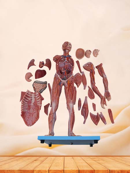 Soft Simulated 80cm Muscles Anatomy of Human Body Model