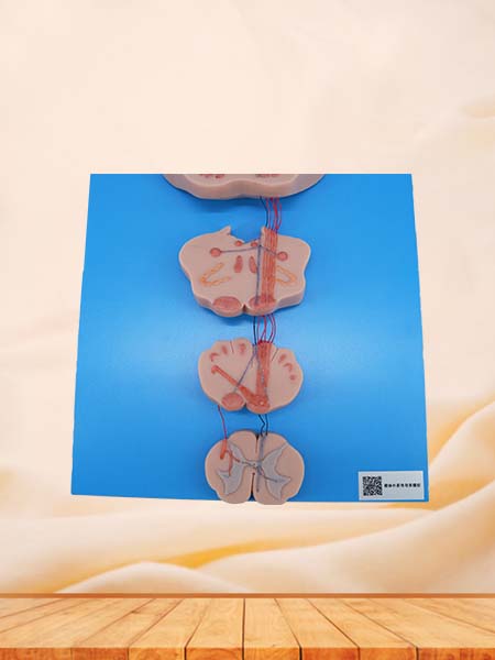 Soft Simulated Conduction Bundle of Vertebral System Anatomy Models