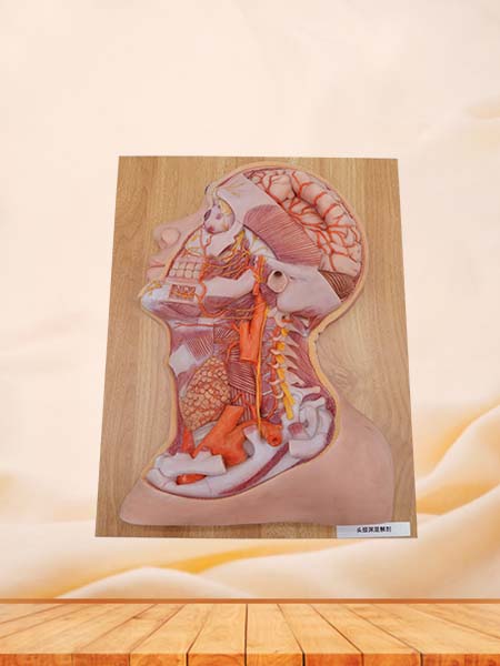 Deep Arteries and Nerves of Head and Neck Anatomy Model