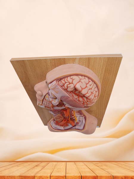 Deep Arteries and Nerves of Head and Neck Anatomy Model