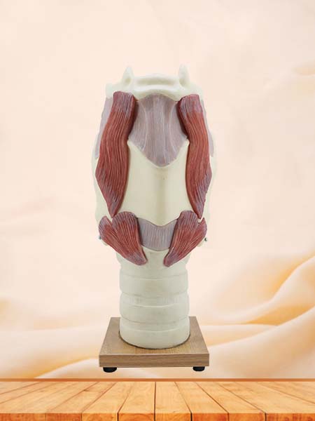 Soft Simulated Enlarged Larynx Anatomical Model