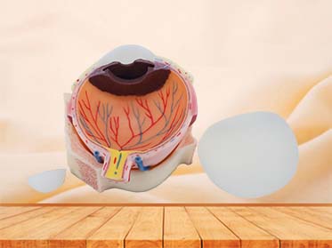 Eyeball Structure Silicone Model