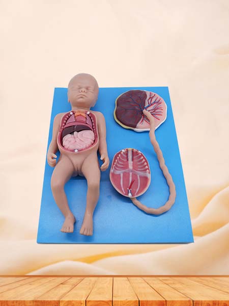 Soft Full-term Fetal Blood Circulation with Placenta and Internal Organs Anatomy Model