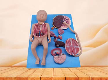 Full-term Fetal Blood Circulation with Placenta and Internal Organs Soft Model