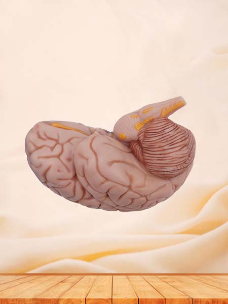 Soft Simulated Half Brain Anatomy Model