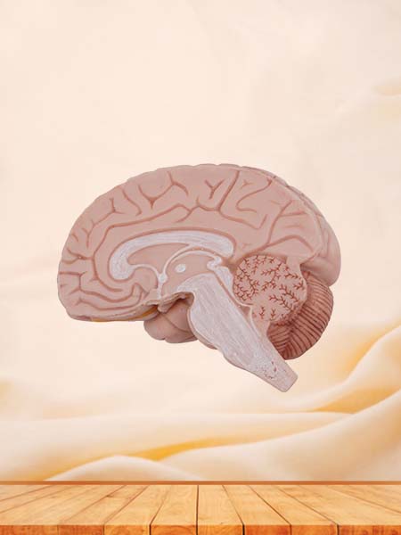 Soft Simulated Half Brain Anatomy Model