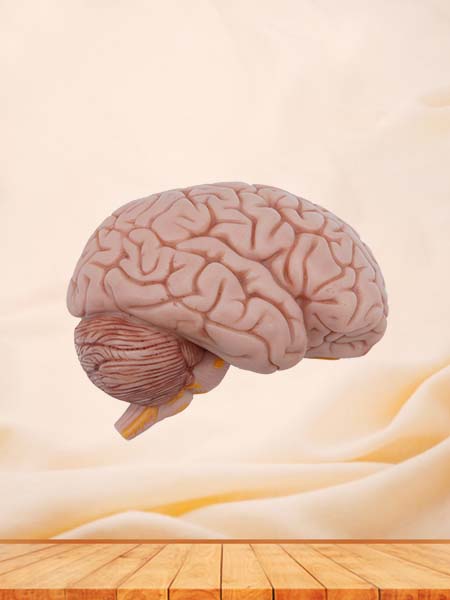 Soft Simulated Half Brain Anatomy Model