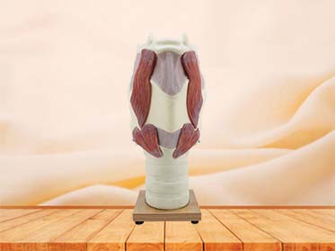 High Simulated Enlarged Larynx Anatomy Model