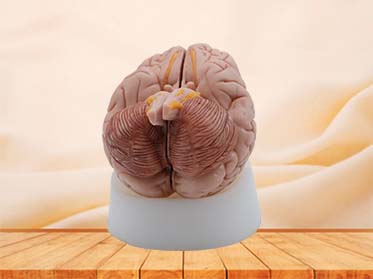 High Simulation Brain Anatomy Model